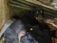 Pretinha e seus filhotinhos