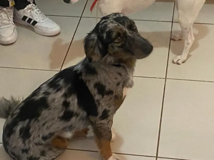 Cachorro raça SRD-ViraLata idade 2 anos nome Rabisco
