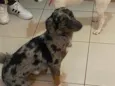 Rabisco