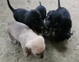 Pretinha e seus filhotinhos