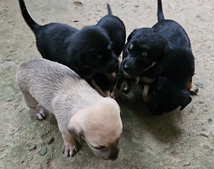 Cachorro raça SRD-ViraLata idade Abaixo de 2 meses nome Pretinha e seus filhotinhos