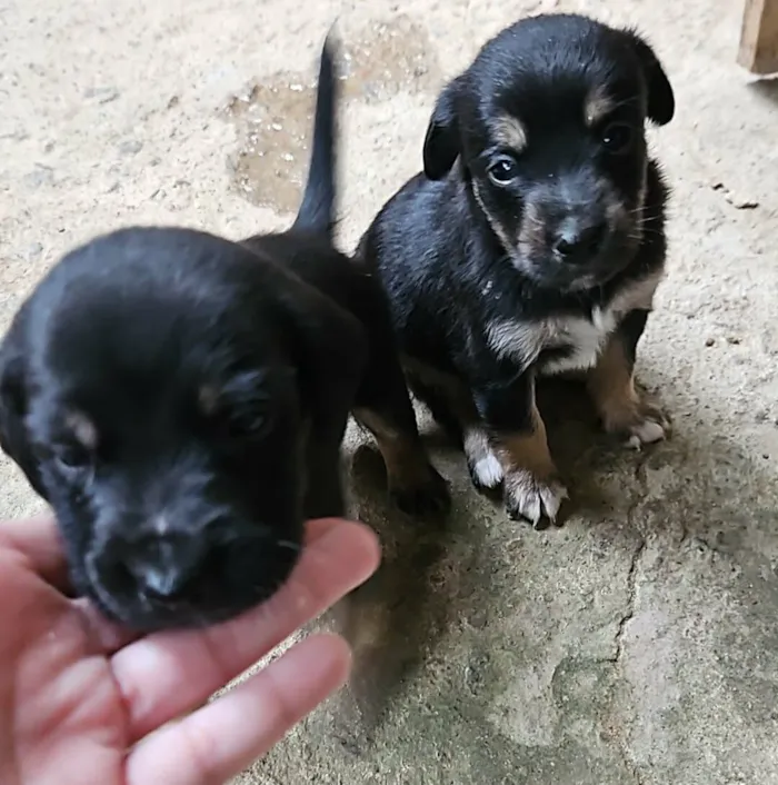 Cachorro raça SRD-ViraLata idade Abaixo de 2 meses nome Pretinha e seus filhotinhos
