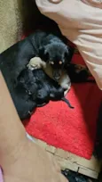 Pretinha e seus filhotinhos