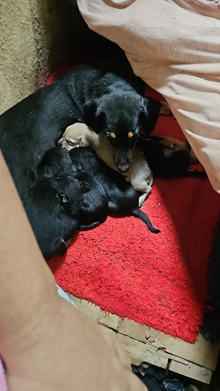 Cachorro raça SRD-ViraLata idade Abaixo de 2 meses nome Pretinha e seus filhotinhos
