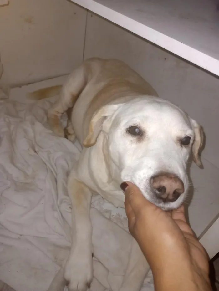 Cachorro raça Labrador idade 6 ou mais anos nome Thor