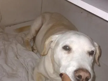 Cachorro raça Labrador idade 6 ou mais anos nome Thor