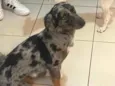 Rabisco