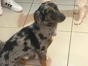 Cachorro raça SRD-ViraLata idade 2 anos nome Rabisco