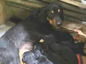 Cachorro raça SRD-ViraLata idade Abaixo de 2 meses nome Pretinha e seus filhotinhos