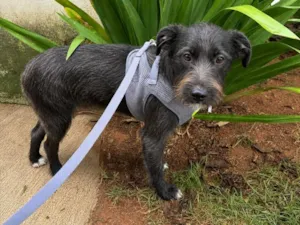 Cachorro raça SRD-ViraLata idade 7 a 11 meses nome Chico