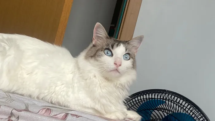 Gato raça SRD-ViraLata idade 6 ou mais anos nome Maria