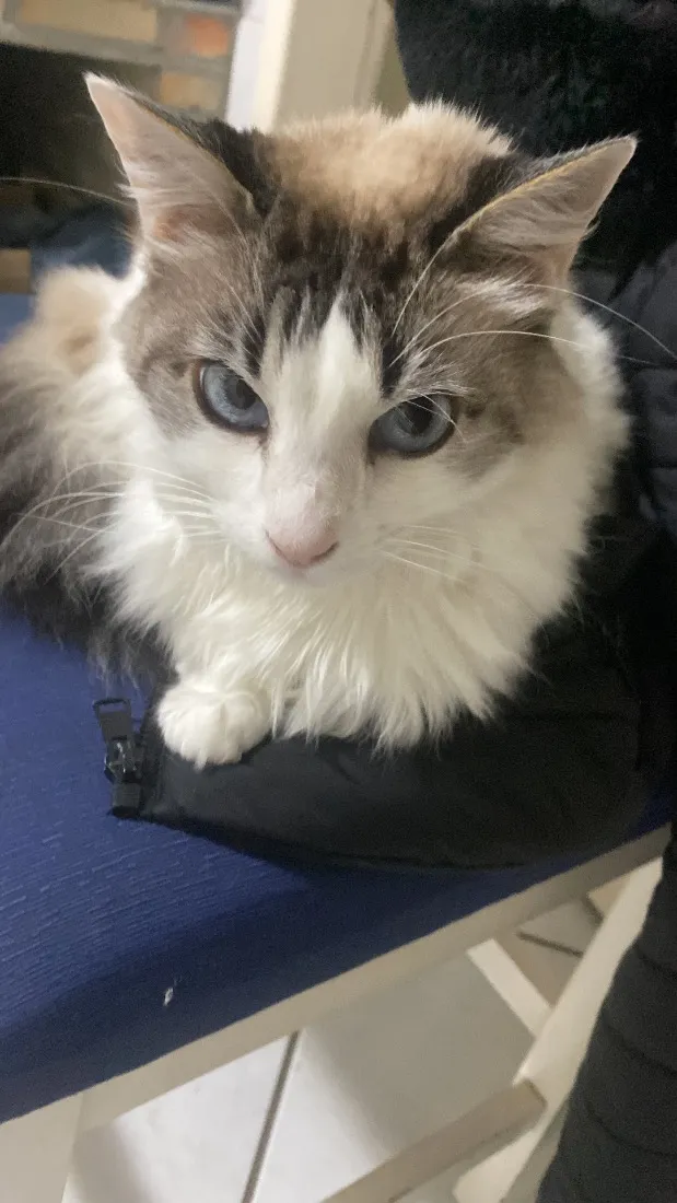 Gato raça SRD-ViraLata idade 6 ou mais anos nome Maria