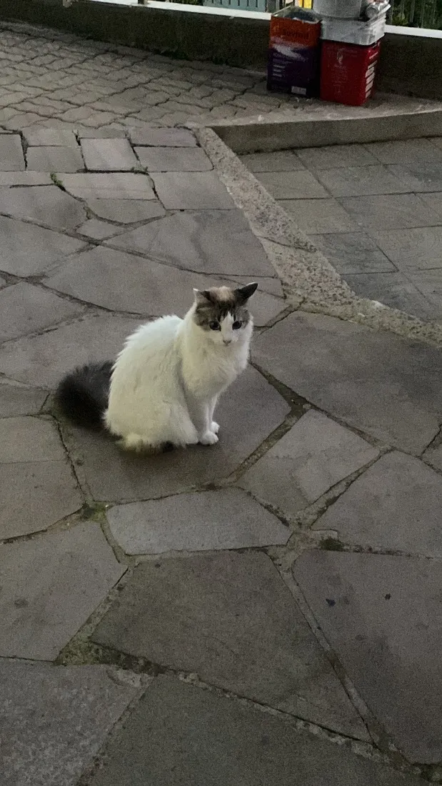 Gato raça SRD-ViraLata idade 6 ou mais anos nome Maria