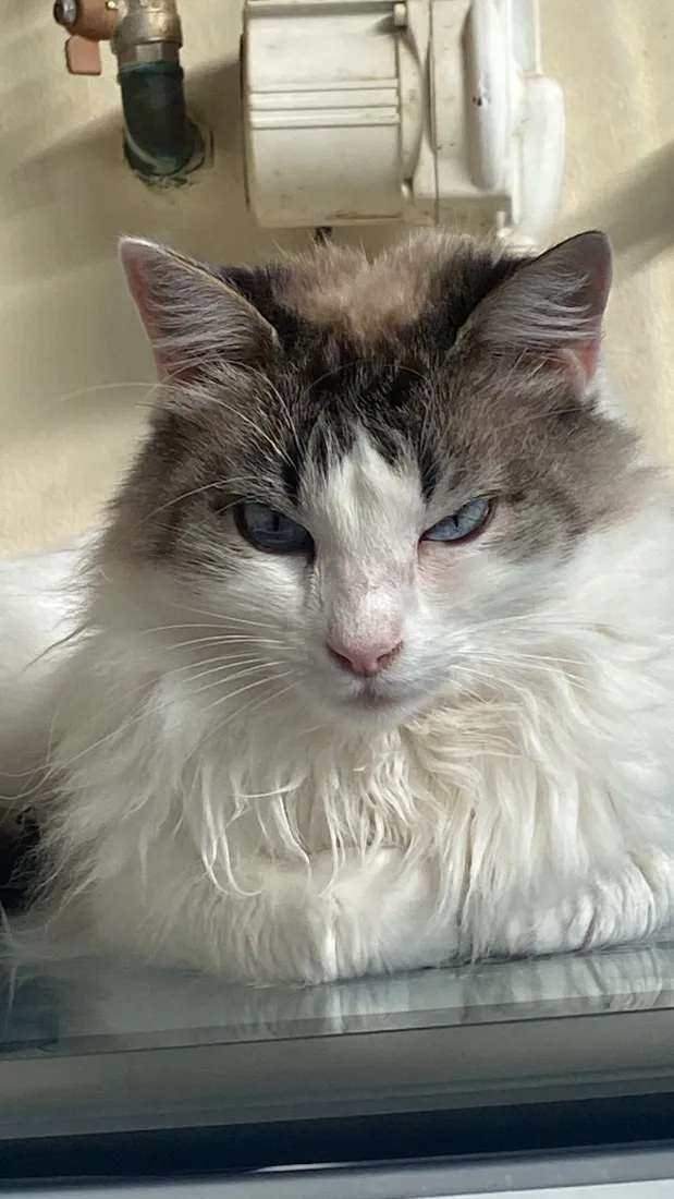 Gato raça SRD-ViraLata idade 6 ou mais anos nome Maria