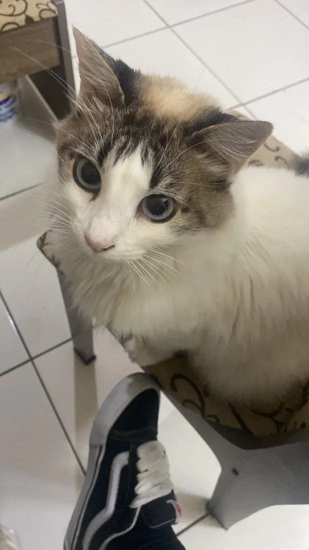Gato raça SRD-ViraLata idade 6 ou mais anos nome Maria