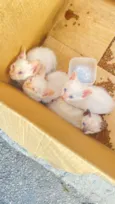 Lucca, Léo, luna, Lully 