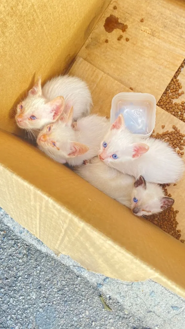 Gato raça SRD-ViraLata idade Abaixo de 2 meses nome Lucca, Léo, luna, Lully 