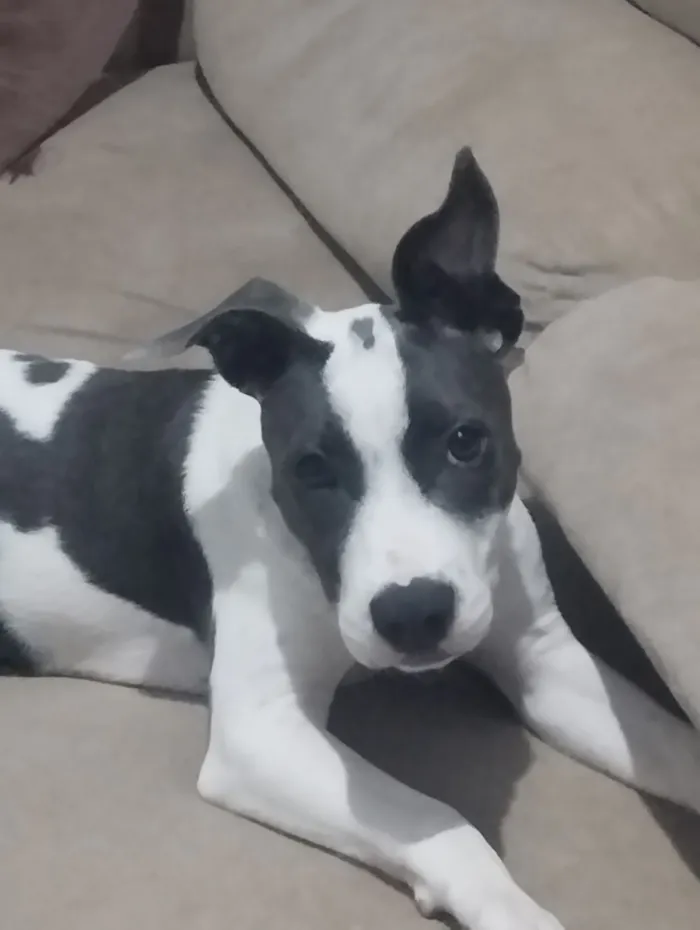 Cachorro raça SRD-ViraLata idade 2 a 6 meses nome lup
