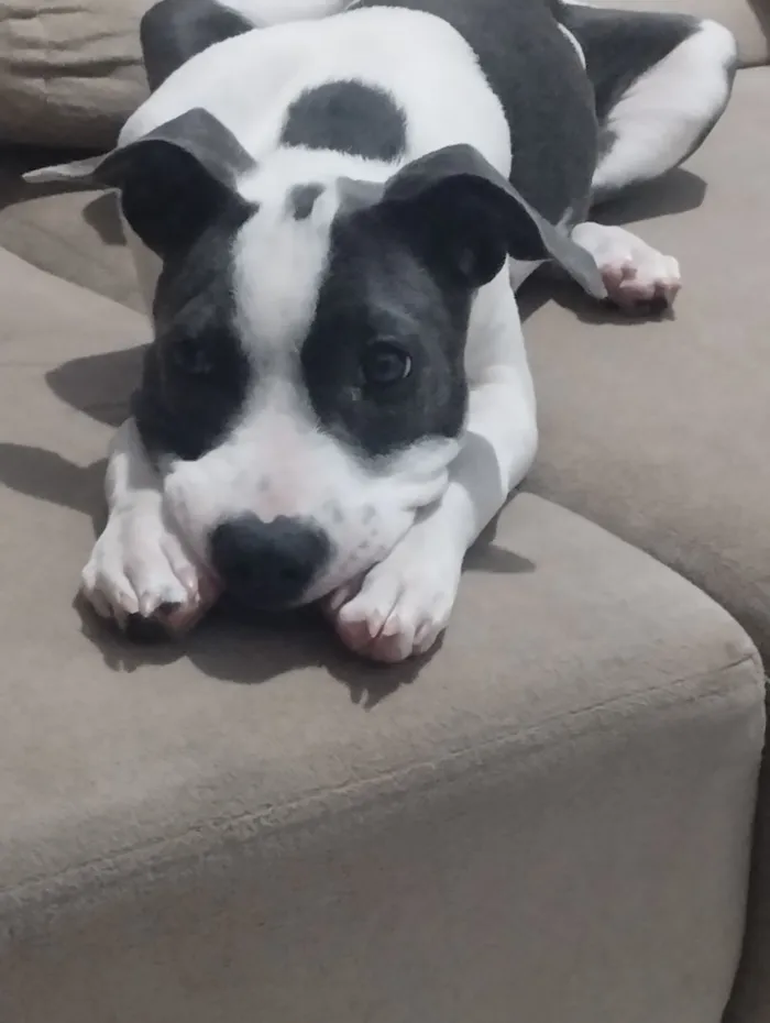 Cachorro raça SRD-ViraLata idade 2 a 6 meses nome lup