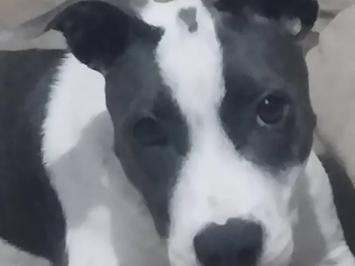 Cachorro raça SRD-ViraLata idade 2 a 6 meses nome lup