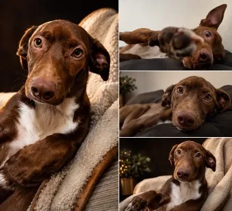 Cachorro raça SRD-ViraLata idade 7 a 11 meses nome Gerald