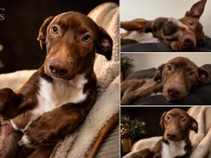 Cachorro raça SRD-ViraLata idade 7 a 11 meses nome Gerald