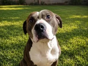 Cachorro raça Pit-Bull idade 3 anos nome ragna