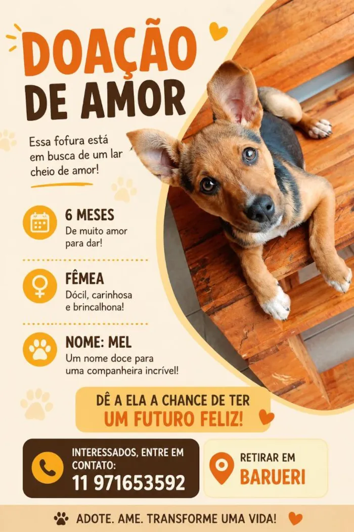 Cachorro raça SRD-ViraLata idade 2 a 6 meses nome Mel