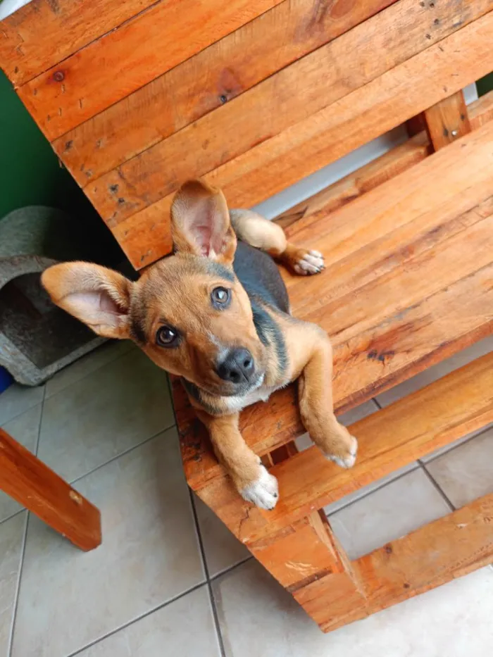 Cachorro raça SRD-ViraLata idade 2 a 6 meses nome Mel