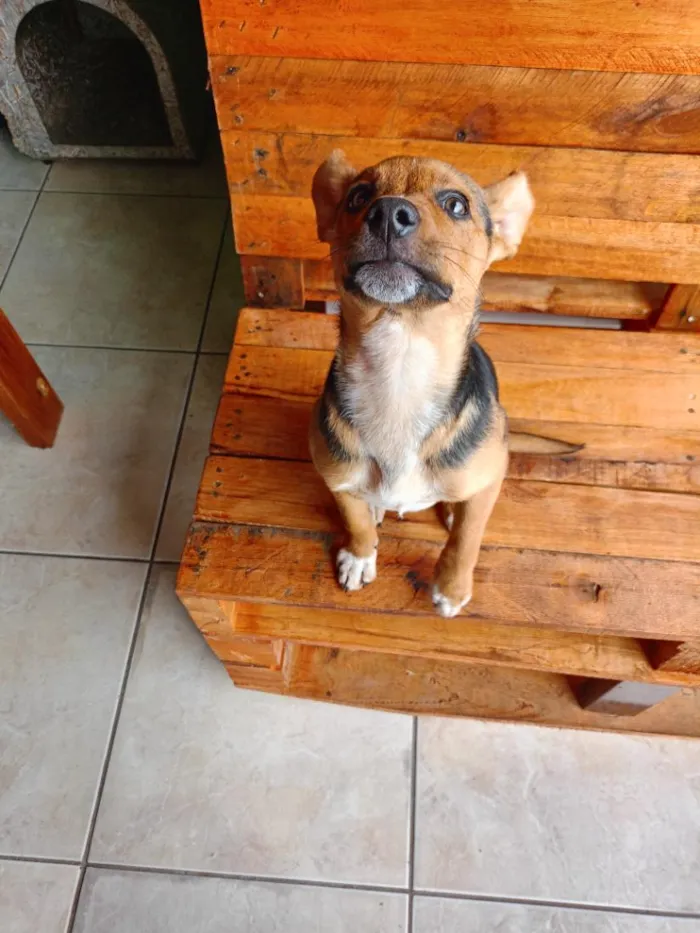 Cachorro raça SRD-ViraLata idade 2 a 6 meses nome Mel