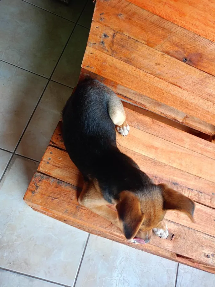 Cachorro raça SRD-ViraLata idade 2 a 6 meses nome Mel