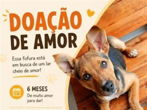 Cachorro raça SRD-ViraLata idade 2 a 6 meses nome Mel