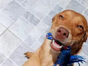 Cachorro raça SRD-ViraLata idade 7 a 11 meses nome Berenice