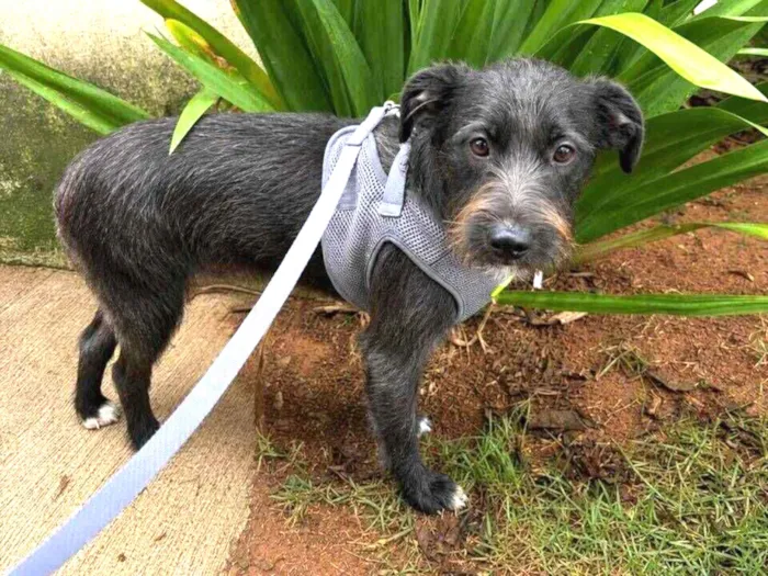 Cachorro raça SRD-ViraLata idade 7 a 11 meses nome Chico
