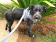 Chico