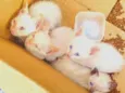 Lucca, Léo, luna, Lully 