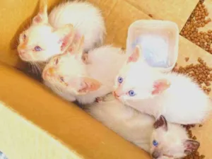 Gato raça SRD-ViraLata idade Abaixo de 2 meses nome Lucca, Léo, luna, Lully 