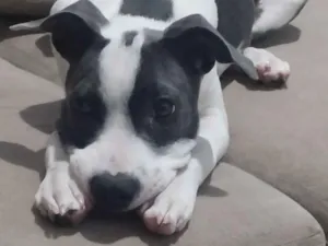 Cachorro raça SRD-ViraLata idade 2 a 6 meses nome lup