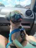 Apolo