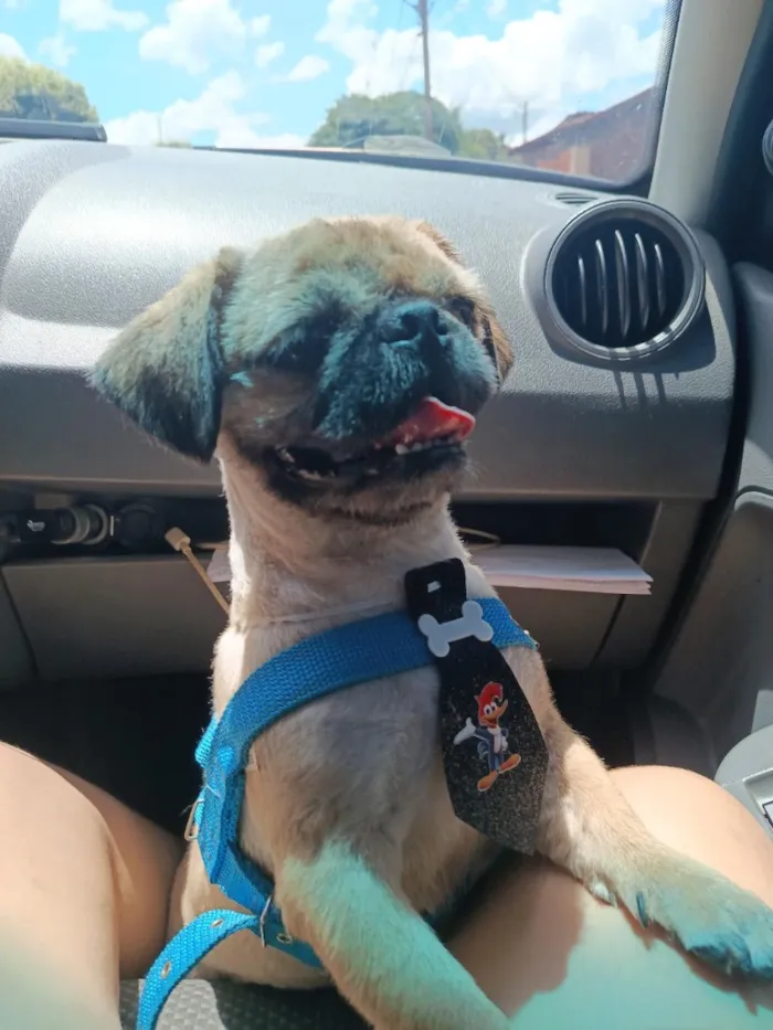 Cachorro raça Shitzu idade 1 ano nome Apolo
