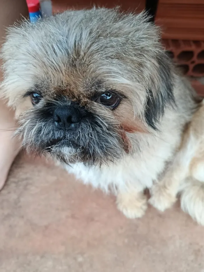 Cachorro raça Shitzu idade 1 ano nome Apolo