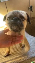 Apolo