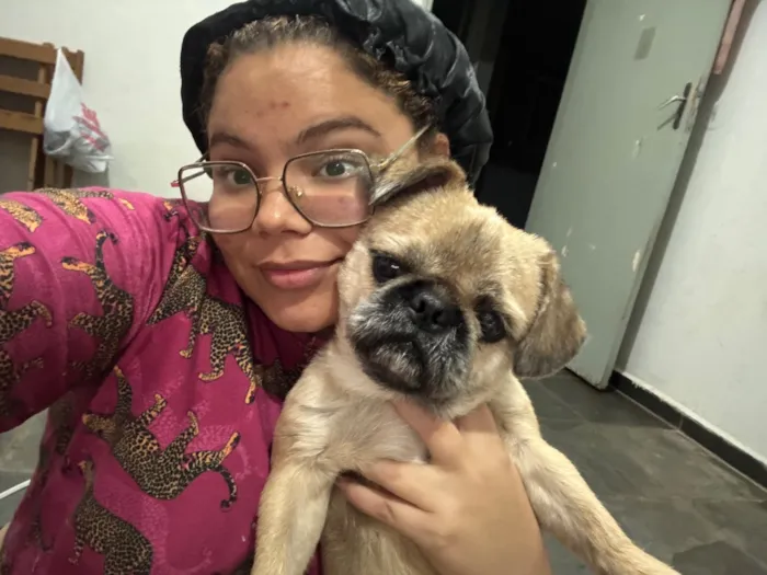 Cachorro raça Shitzu idade 1 ano nome Apolo