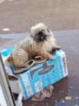 Apolo