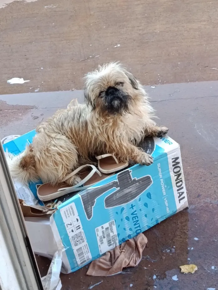 Cachorro raça Shitzu idade 1 ano nome Apolo