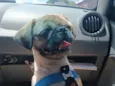 Apolo