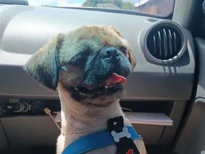 Cachorro raça Shitzu idade 1 ano nome Apolo