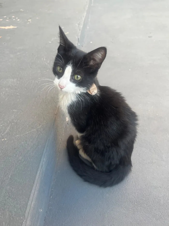Gato raça SRD-ViraLata idade 7 a 11 meses nome Gatinhos
