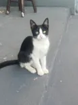 Gatinhos