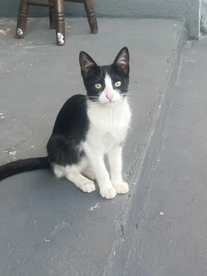 Gato raça SRD-ViraLata idade 7 a 11 meses nome Gatinhos